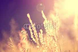 Naklejki Golden blurry vintage meadow