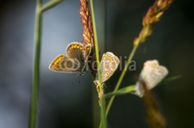Fototapety butterfly5