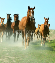 Fototapety Horses on the farm in summer