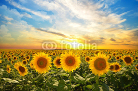 Fototapety sunflowers