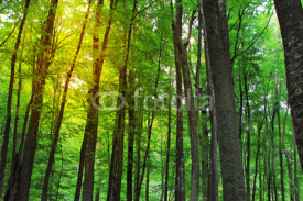 Forest trees
