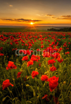 Fototapety Poppy field at sunset