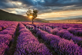 Naklejki Stunning landscape with lavender field at sunrise