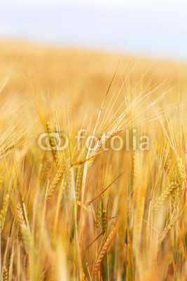 cereal field