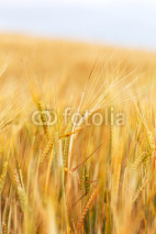 Fototapety cereal field