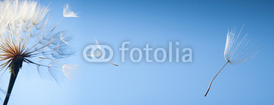 flying dandelion seeds on a blue background