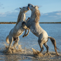Fototapety fighting stallions