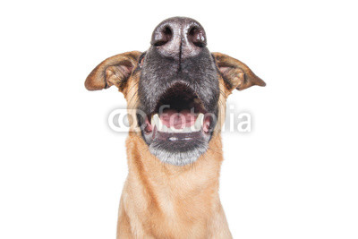 Deutscher Schäferhund Hund guckt nach oben mit Weitwinkel Fisheye
