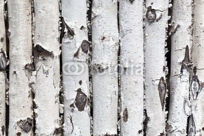 wall from birch logs