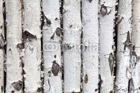 Fototapety wall from birch logs