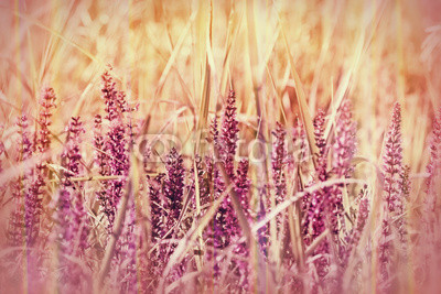 wild purple flower in grass (springtime)