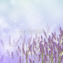 Obrazy i plakaty Vector Illustration of a Lavender Background