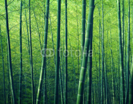 Naklejki Bamboo Forest Trees Nature Concept