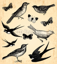 Obrazy i plakaty Oiseaux et papillons
