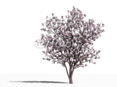 Магнолия (Magnolia x soulangeana Alexandrina)