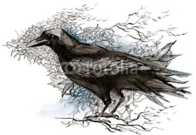 Fototapety crow (series C)