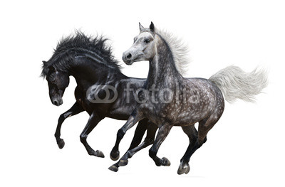 Two horses gallop on white background