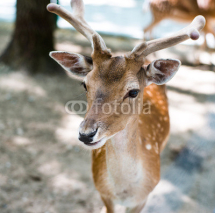 Fototapety young deer