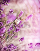 Naklejki White butterfly on lavender