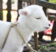 Fototapety Lamb