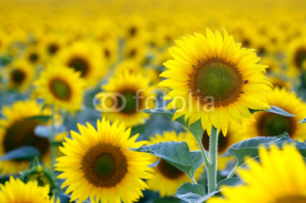Naklejki field of sunflowers