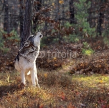 Naklejki Gray wolf howling