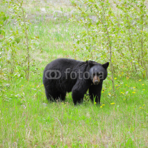 Naklejki Black bear by Medicine lake. Jasper National park.