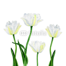 Naklejki Watercolor illustration of a beautiful white tulip flowers