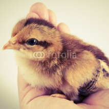 Naklejki Cute little chicken in the hand isolated on white