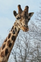 Naklejki Giraffa