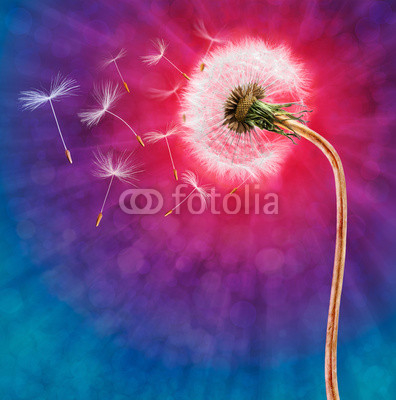 Dandelion on the long stem with flying seeds