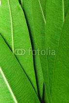 Fototapety feuilles