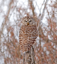 Naklejki Barred Owl