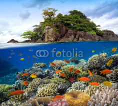 Fototapety Photo of a coral colony on a reef top