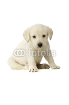 Naklejki Golden Labrador Puppy