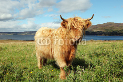Close up of scottish highland cow in field