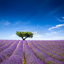 Naklejki Lavande Provence France / lavender field in Provence, France