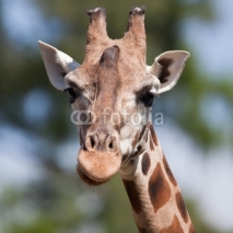 Fototapety portrait of a giraffe (Camelopardalis) against green background