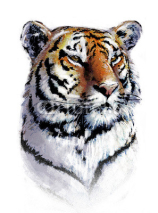 Fototapety cabeza de tigre