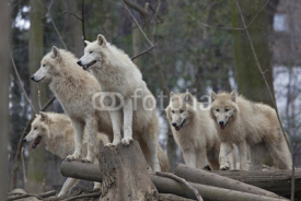 Naklejki Horde of arctic wolves