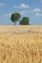 Naklejki Wheat field during summer