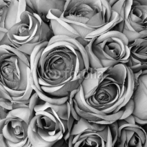 Naklejki Background with roses in black and white