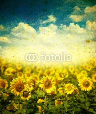 sunflowers on a grunge background