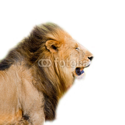 lion's head isolated