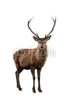 Naklejki Deer portrait
