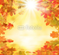 Obrazy i plakaty Autumn leaves
