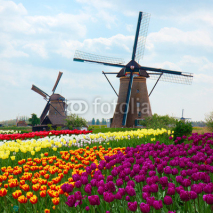 Fototapety two dutch windmills over  tulips field