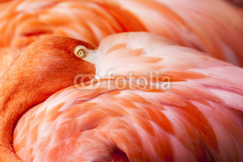 Obrazy i plakaty Flamingo Feathers - Pink Bird Background with Head Hidden on Feathers