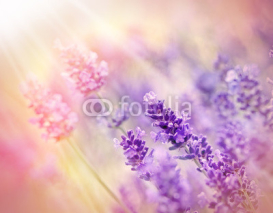 Naklejki Soft focus on beautiful lavender - lit by sunbeams