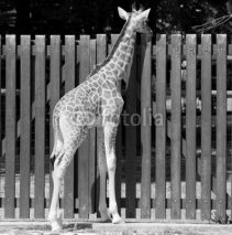 Fototapety girafon